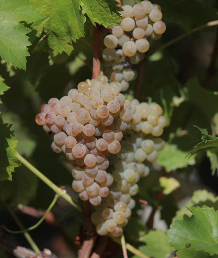 Santa Cruz do Douro Quinta De Beiredos 빌라 외부 사진